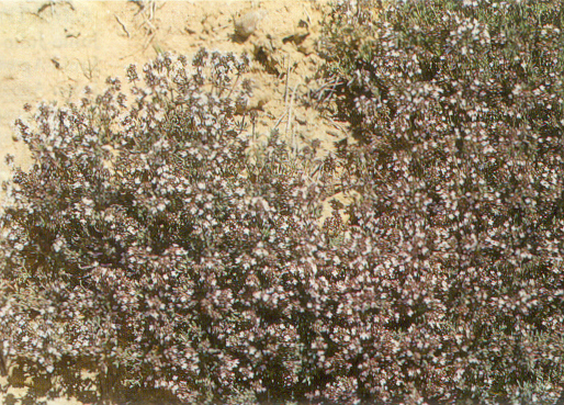 File:Thymus vulgaris L11.jpg