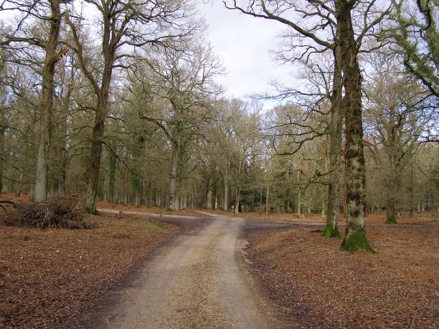Track through Broomy Inclosure, New Forest - geograph.org.uk - 336046