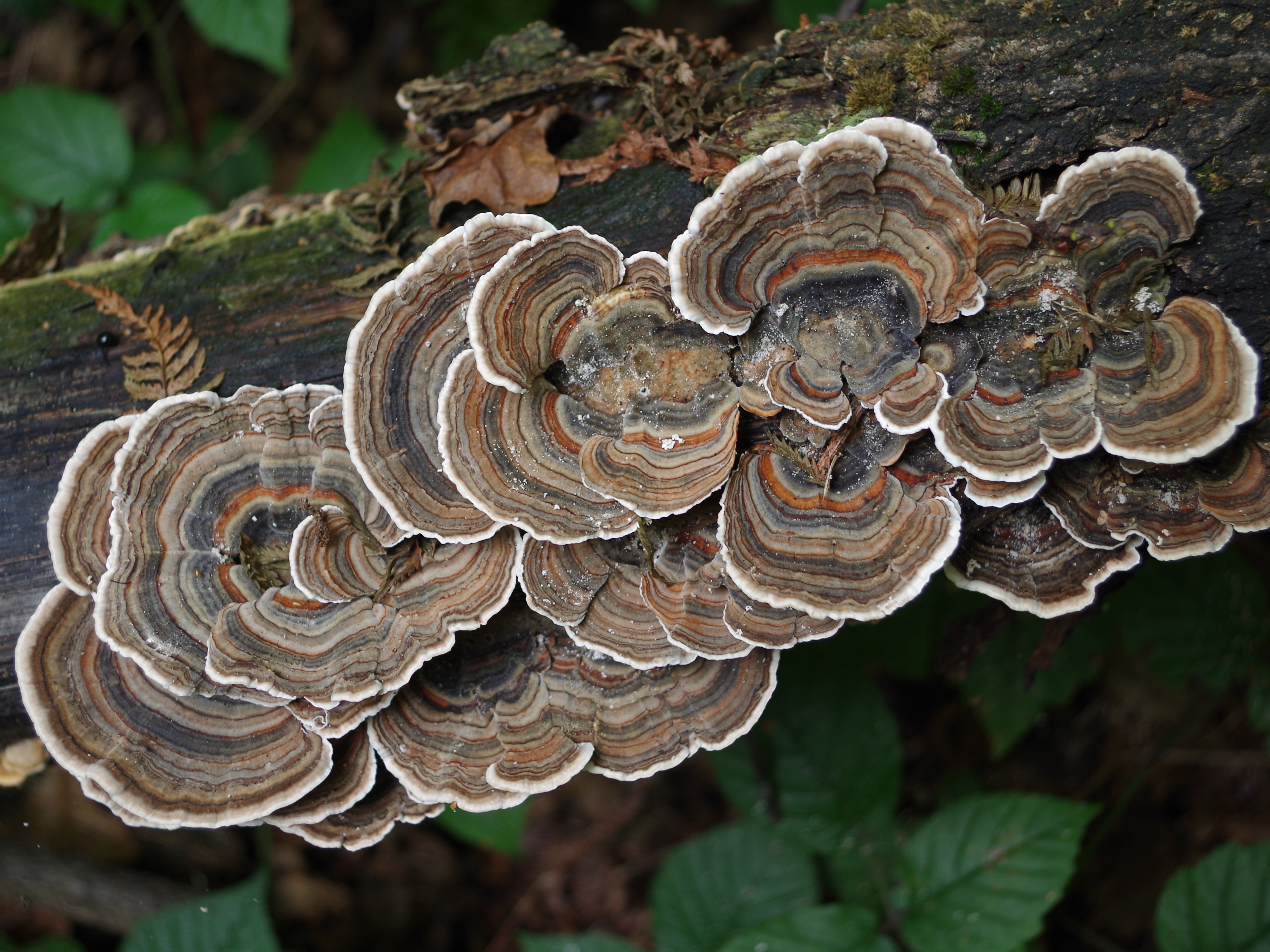 Траметес разноцветный. Трутовик Траметес. Trametes versicolor трутовик разноцветный. Траметес разноцветный (trametes versicolor). 21. Трутовик разноцветный – trametes versicolor.