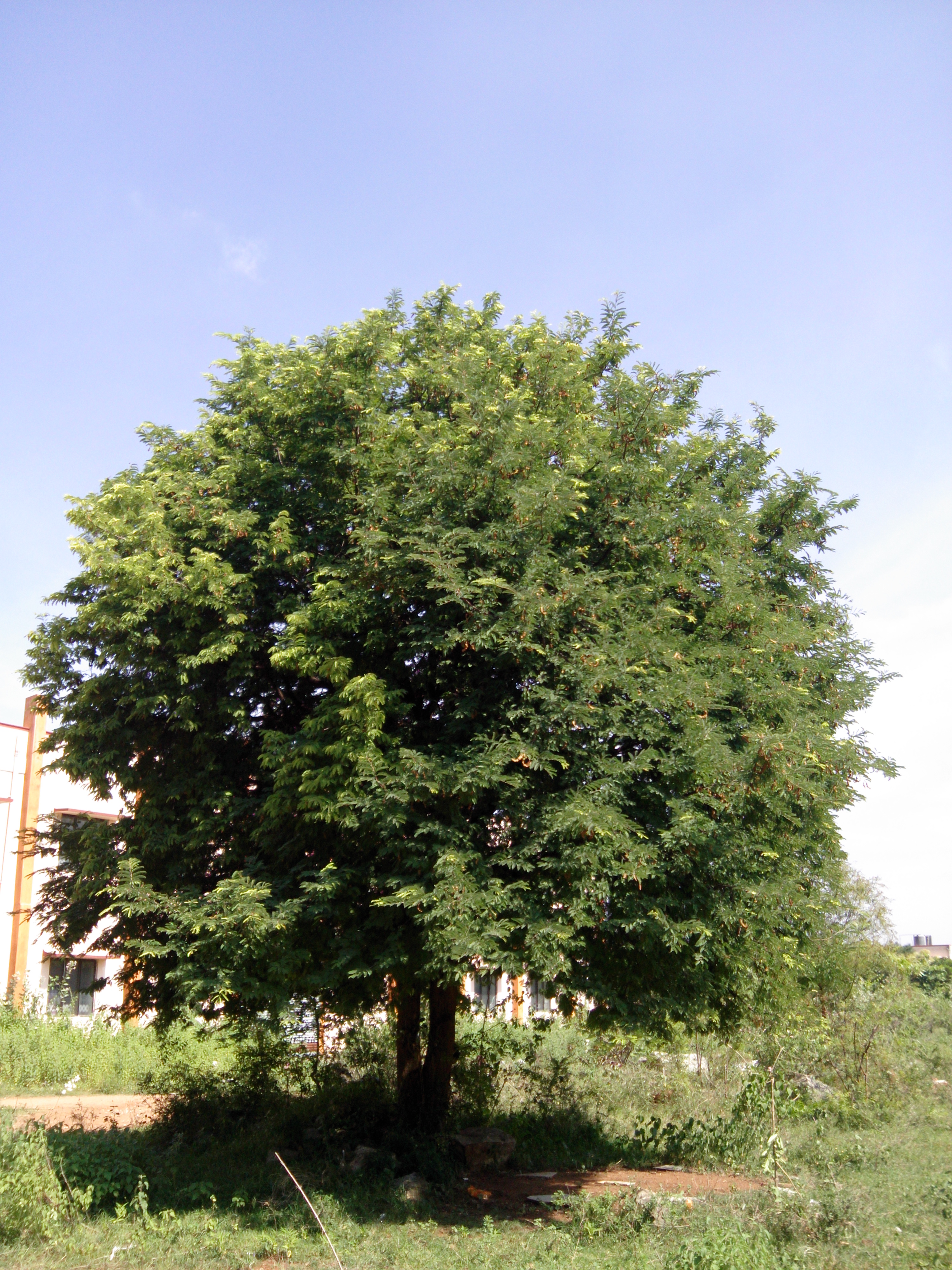 File Tree Of Tamarindus Indica Salem Tamil Nadu India Jpg Wikimedia Commons