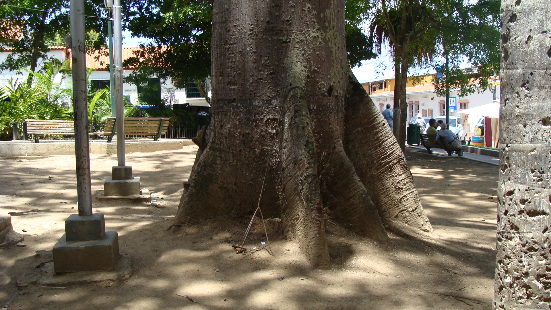 Tronco (botánica) - Wikipedia, la enciclopedia libre