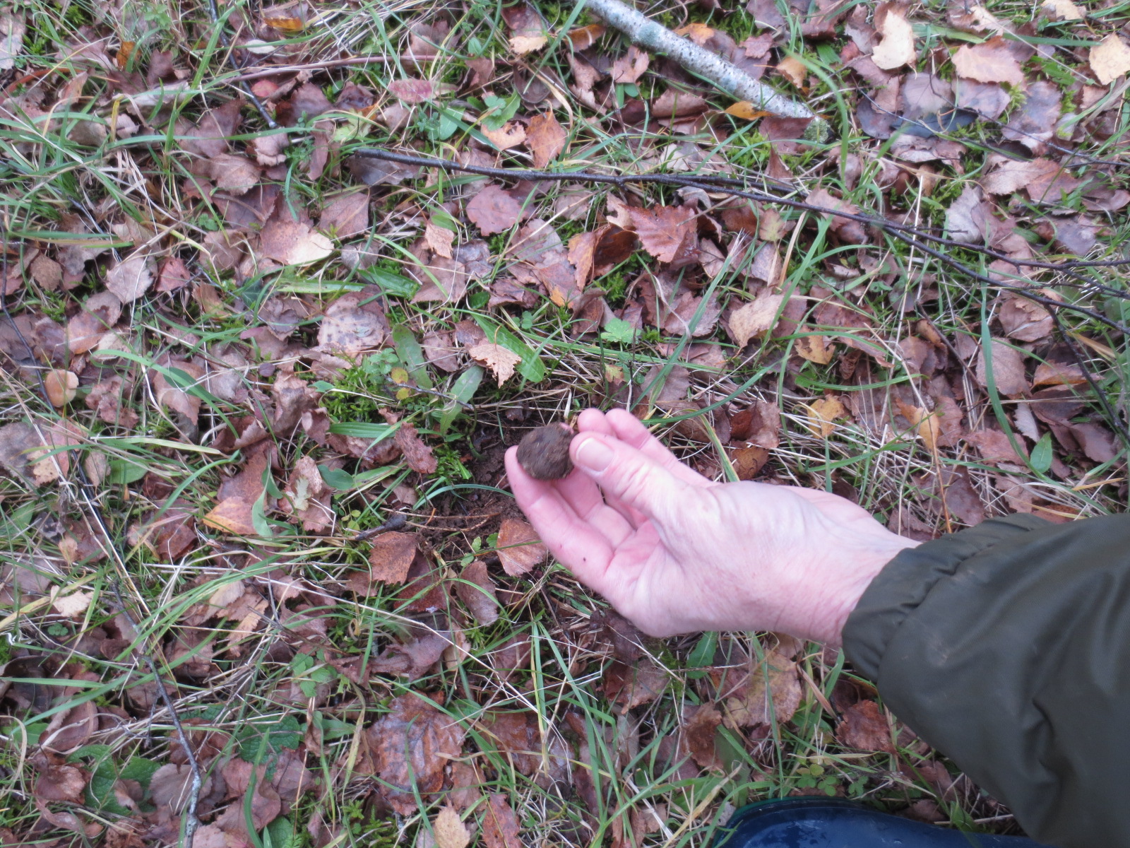 Truffes_de_Bourgogne_-_Tuber_uncinatum_1