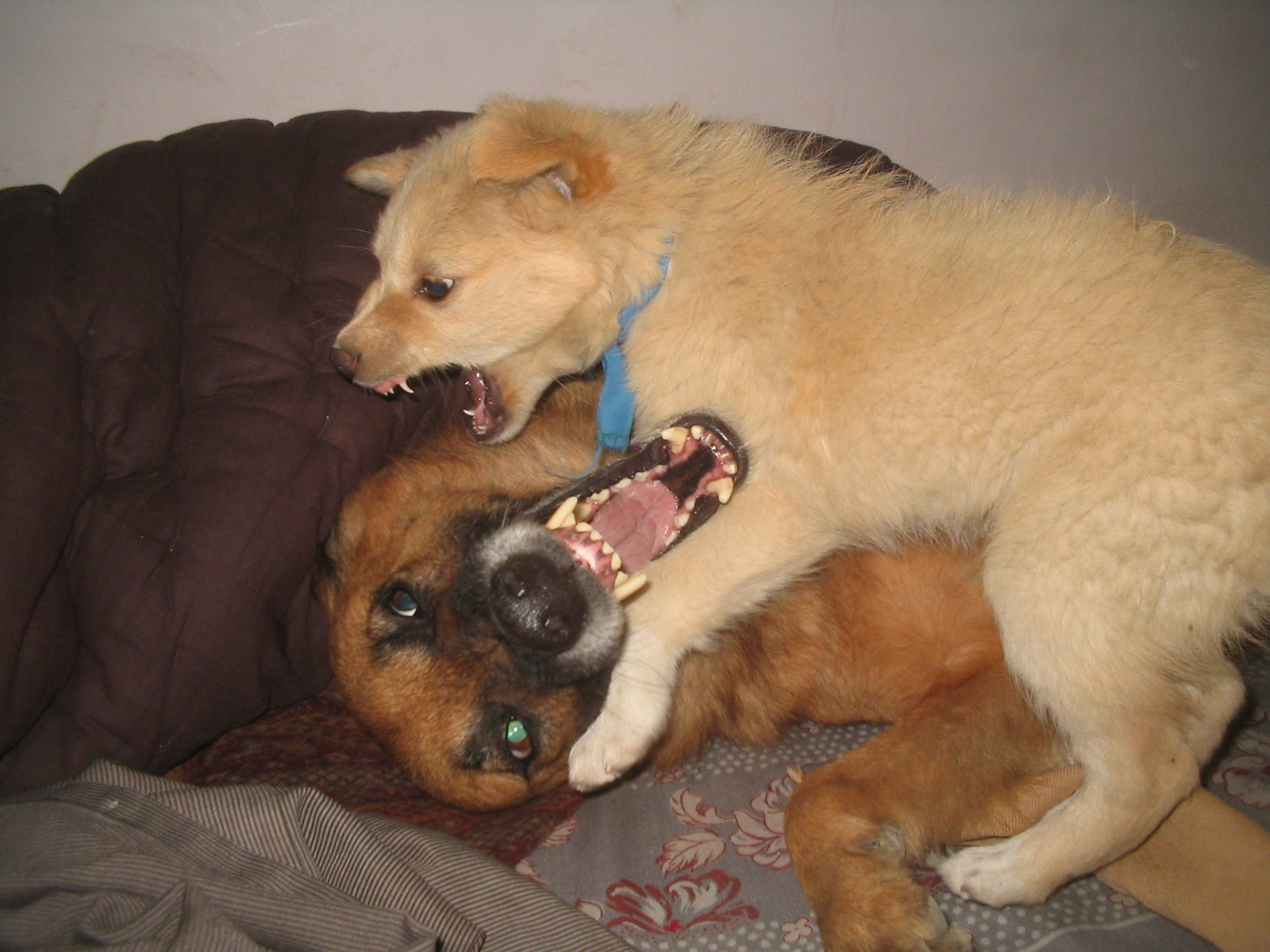 File:Two dogs seems like fighting but are NOT Jan 2008 Shot in ...