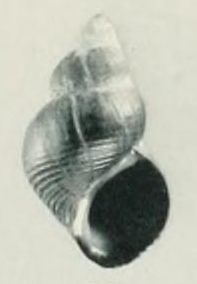 Tylomelania verbindet shell.png