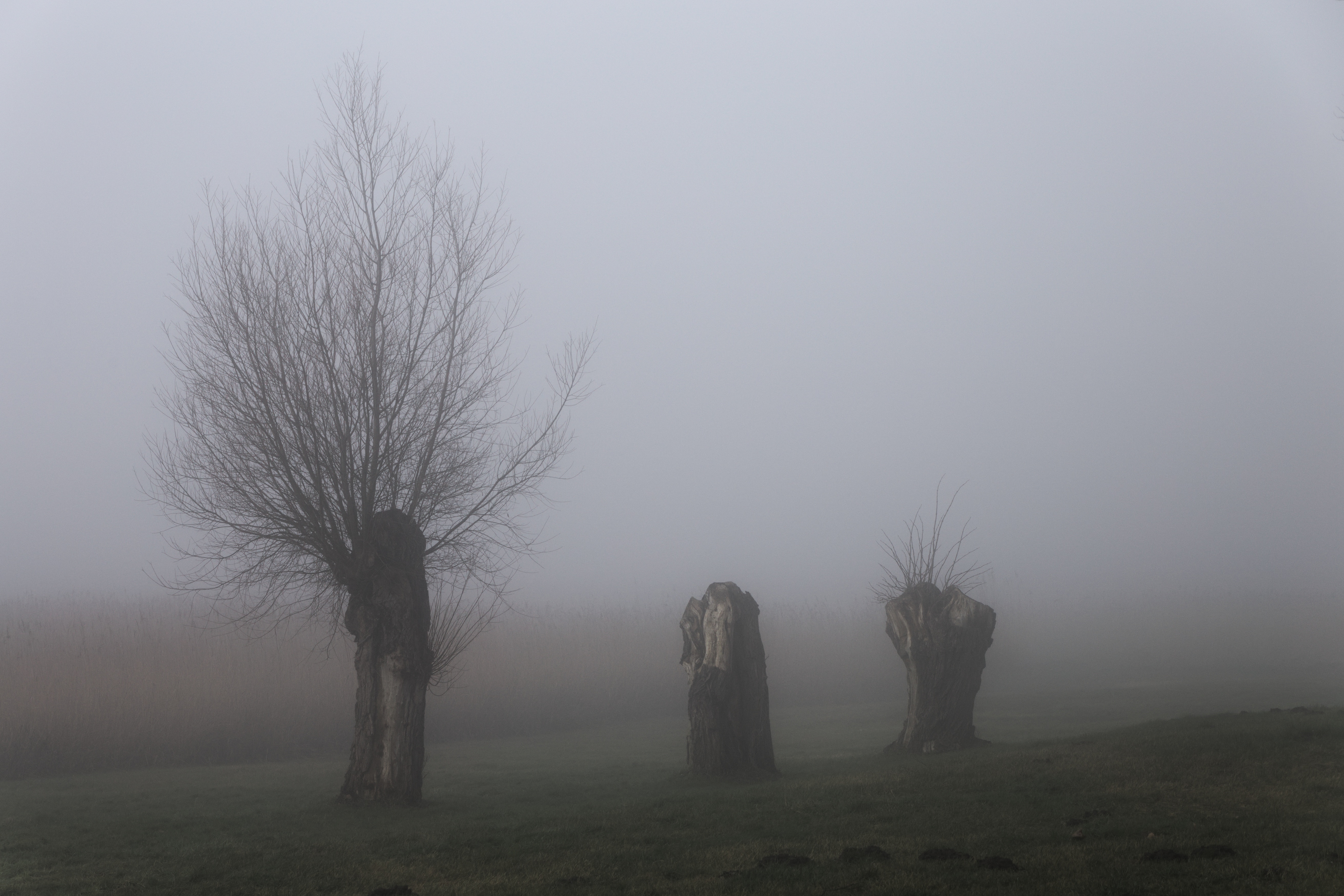 Nebel перевод