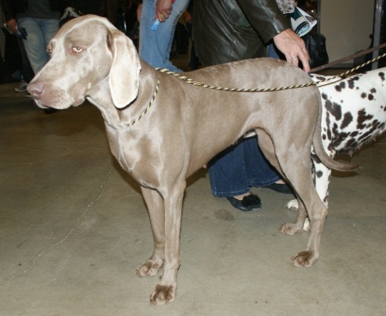 File:Weimaraner aka Grey Ghost.JPG