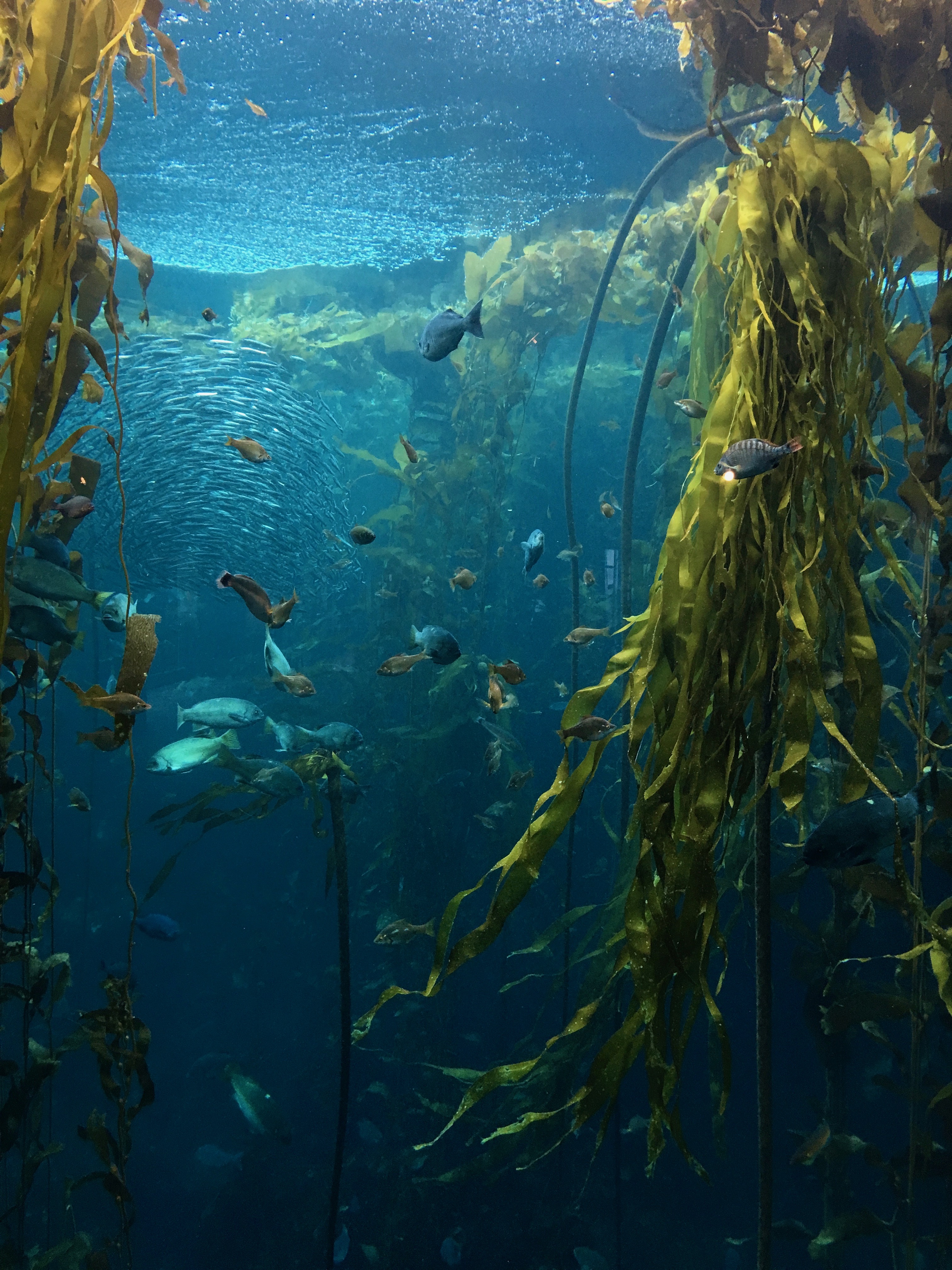 kelp forest hd