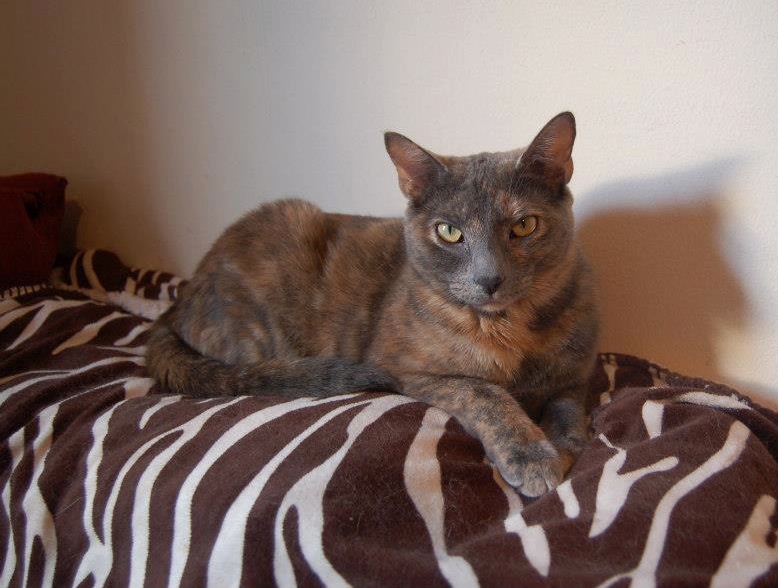 blue tortoiseshell cat