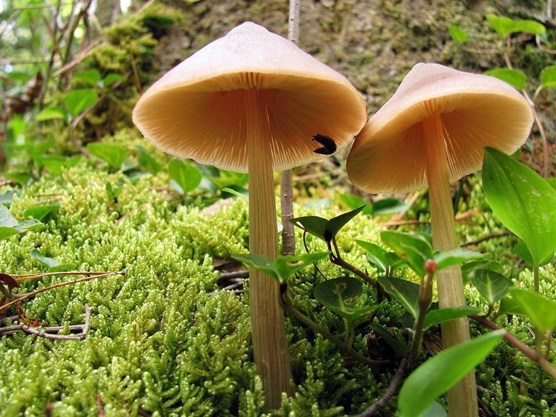 File:2010-05-16 Entoloma strictius 1 45484.jpg