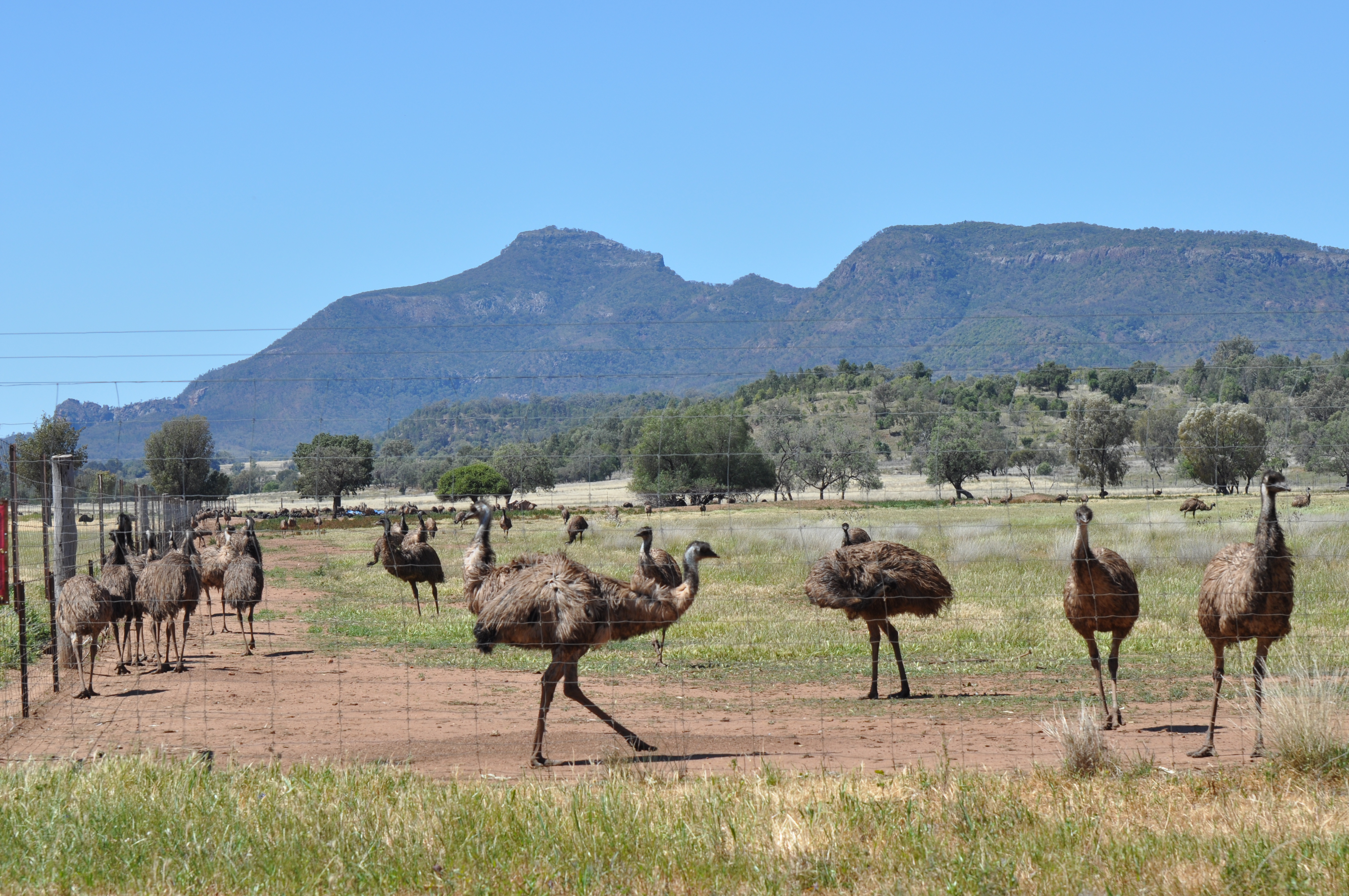 A lot of emu farms