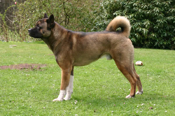 File:American Akita - Mad-max.jpg