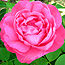 Alte Rose von intensiver rosa Farbe.