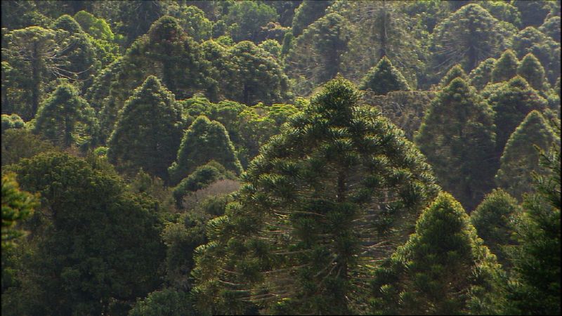 File:Araucaria bidwillii forest, Great Bunya Drive 1.jpg