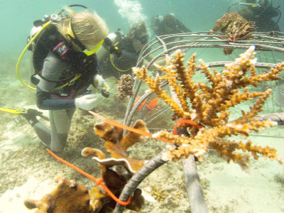 File:Attaching corals on biorock.jpg