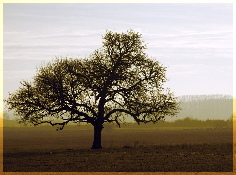 File:Az én fám - panoramio.jpg