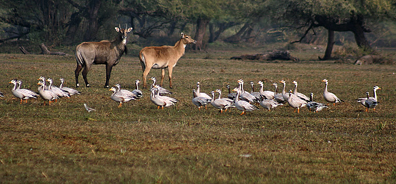 File:Ba- headed Geese- Bharatpur I2 IMG 8254.jpg