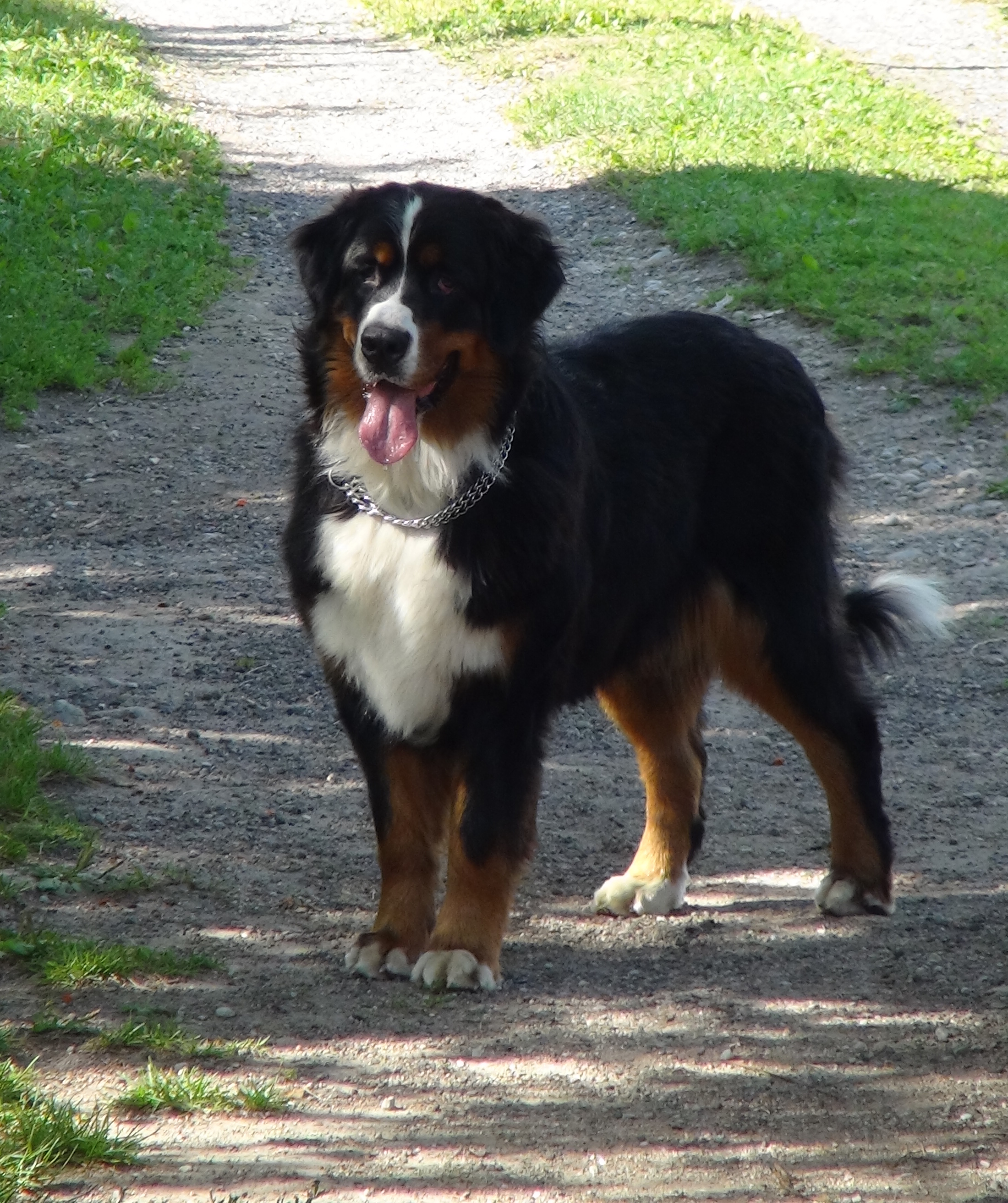 mountain dog