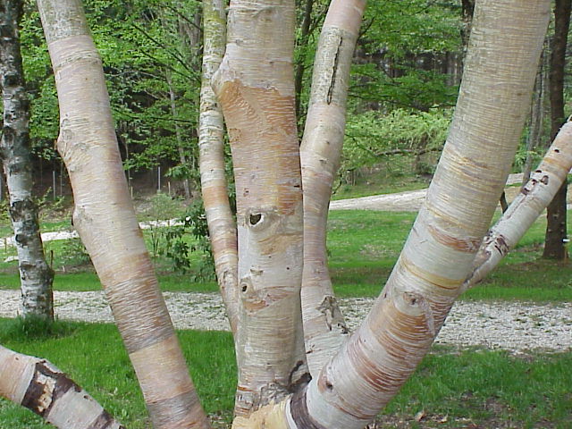 File:Betula ermannii3.jpg