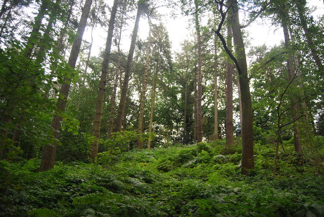 File:Bilton Beck Wood - geograph.org.uk - 4271443.jpg