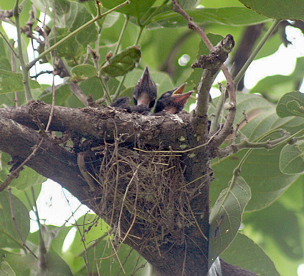 File:Black Drongo chicks I IMG 4413.jpg