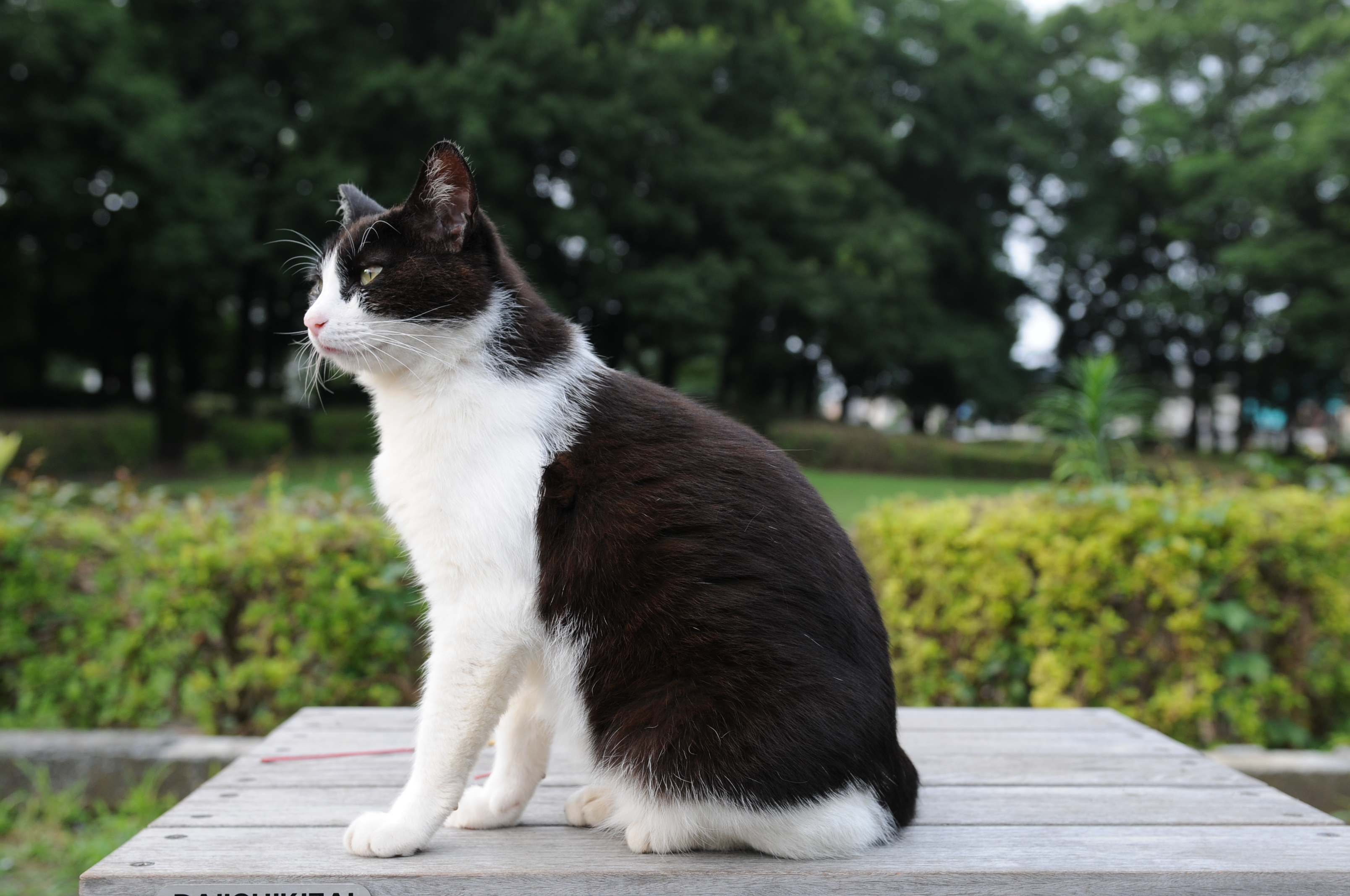 Angus and Dottie (FINISHED) Black_and_white_cat_in_a_park-Hisashi-01