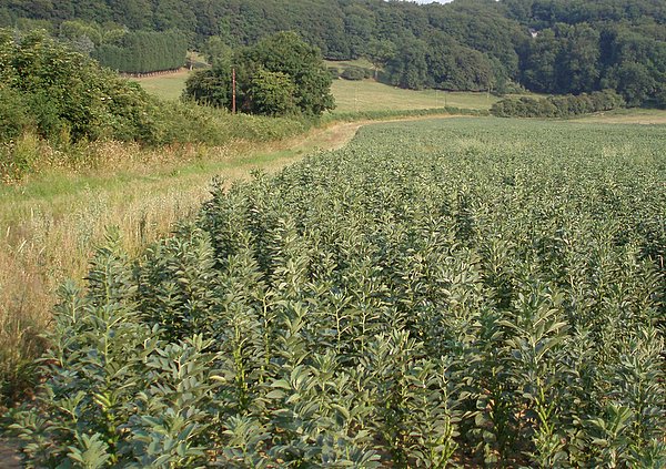 File:Broad Beans - geograph.org.uk - 196752.jpg