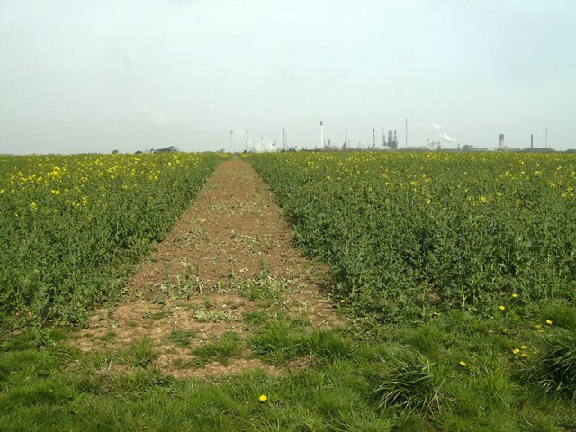 File:Brown path through the rape field - geograph.org.uk - 798015.jpg