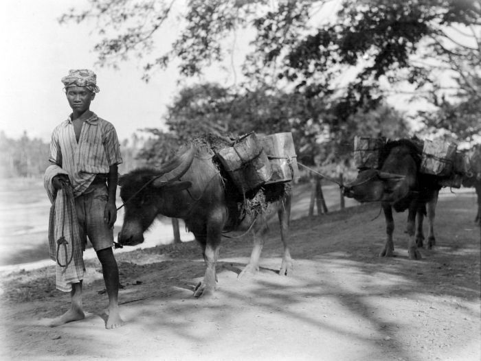 File:COLLECTIE TROPENMUSEUM Bimanees met lastkarbouwen Res. Timor Soembawa TMnr 10013888.jpg