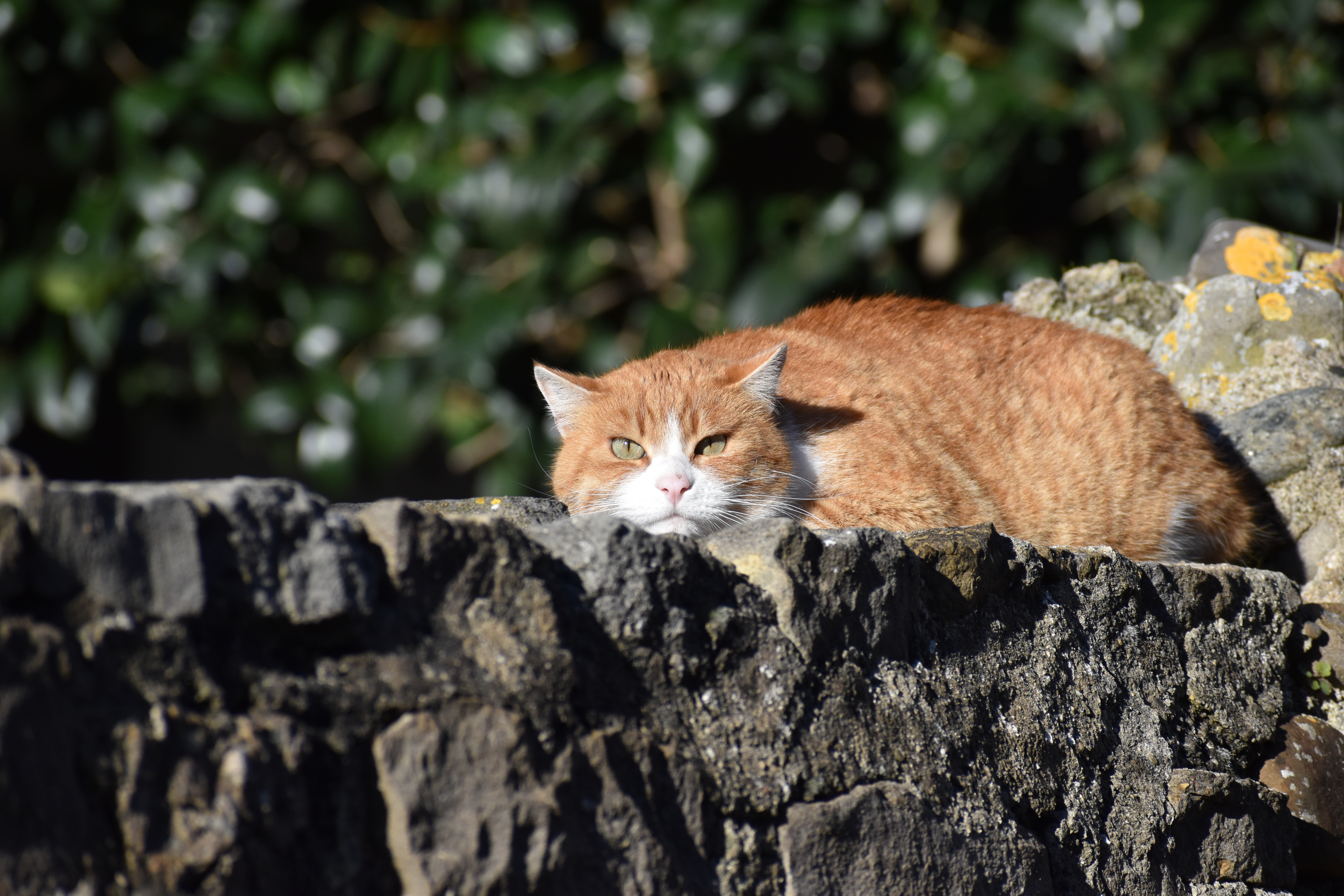 File Carcassonne Chat Roux Jpg Wikimedia Commons