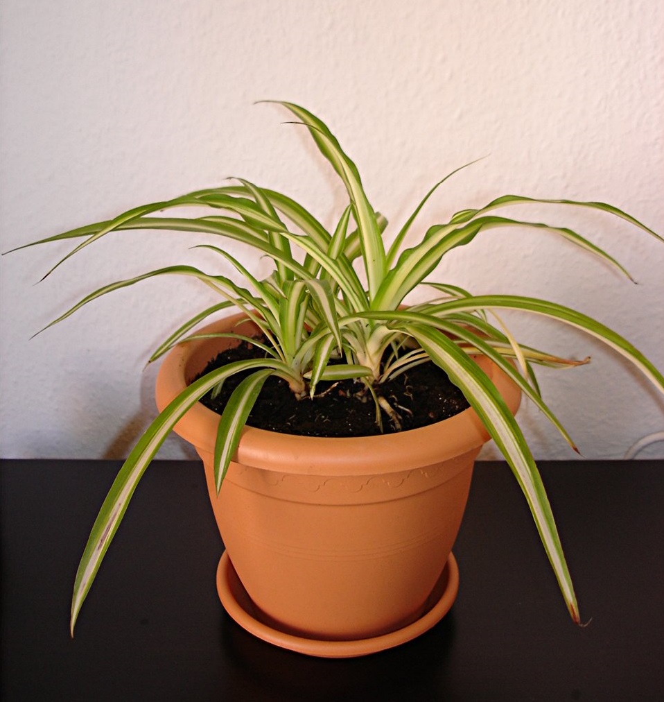spider plant