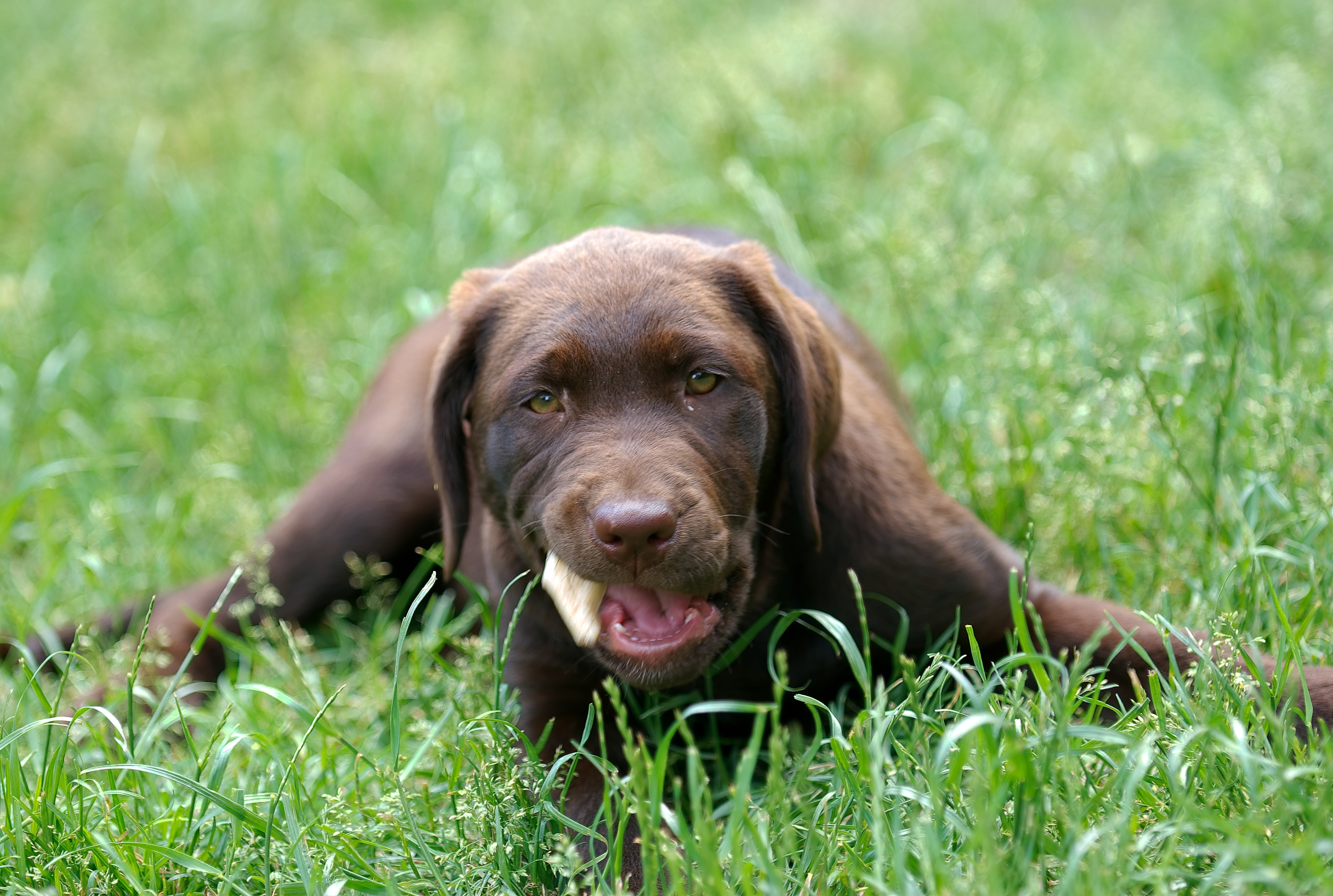 https://upload.wikimedia.org/wikipedia/commons/f/f2/Choclolate_Labrador_Retriever_puppy_12_weeks.jpg