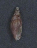 <i>Clavus fusconitens</i> species of mollusc