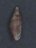 Clavus fusconitens 001.jpg