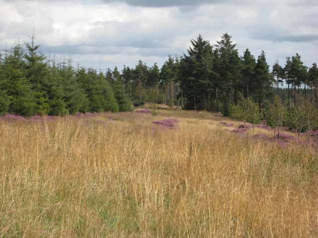 File:Clearing in Harwood Forest - geograph.org.uk - 541349.jpg