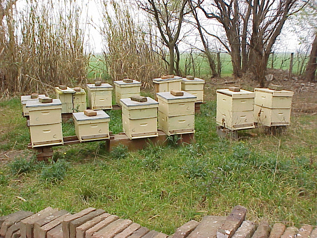 Пчеловодство для начинающих. Промышленные пасеки ульи рута. Пасека в саду. Улей для пчел. Ульи для отводков.