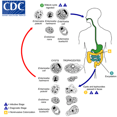 blastocystis hominis life cycle