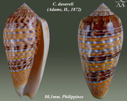 File:Conus dusaveli 2.jpg