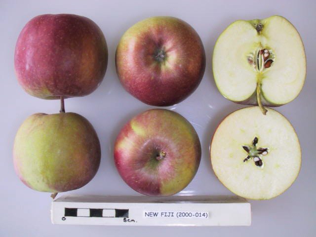https://upload.wikimedia.org/wikipedia/commons/f/f2/Cross_section_of_New_Fuji%2C_National_Fruit_Collection_%28acc._2000-014%29.jpg