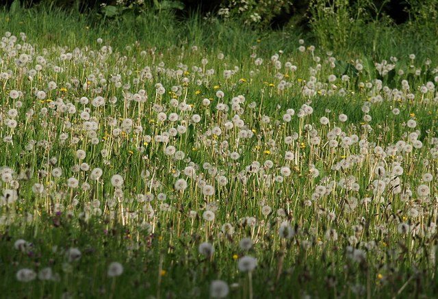 File:Dandelion clocks, Gatcombe - geograph.org.uk - 804277.jpg