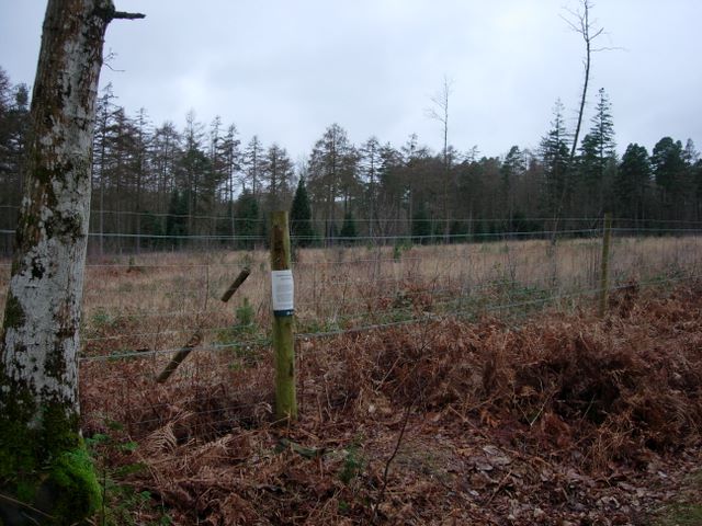 File:Deer fence - geograph.org.uk - 307035.jpg