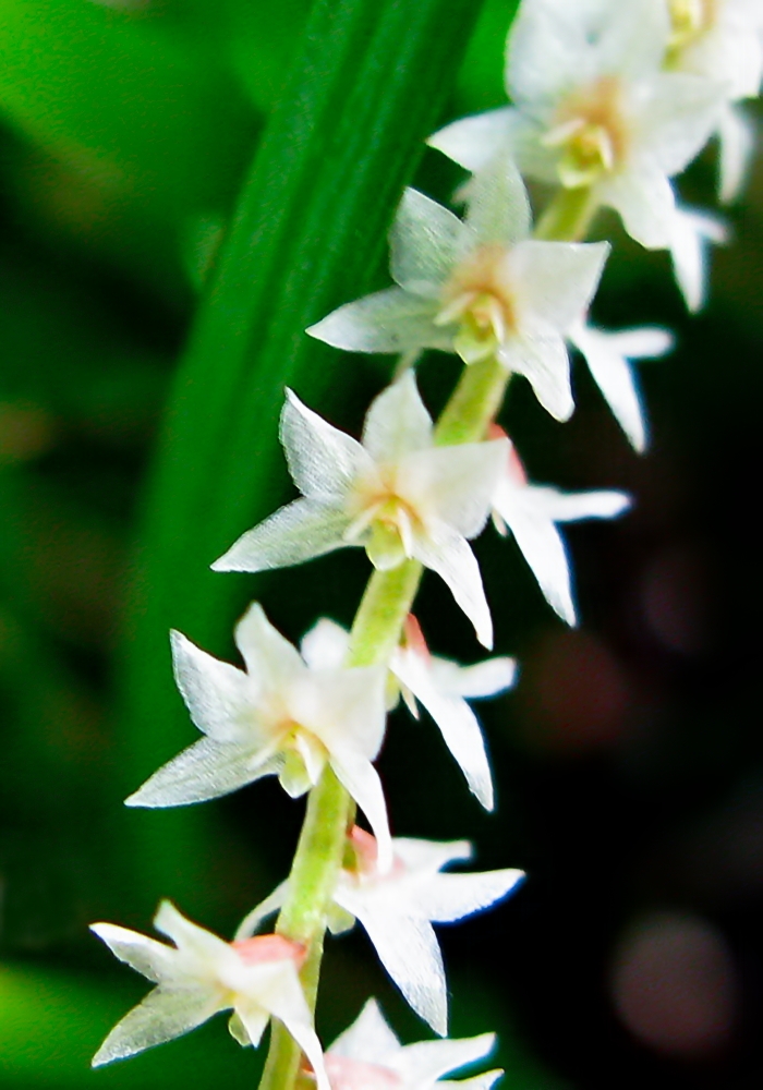 Lan Đào Viên 5 - Page 80 Dendrochilum_stenophyllum_flwr_(3177567094)_-_cropped