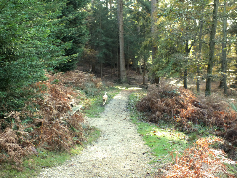 File:Down the hill - geograph.org.uk - 2700173.jpg