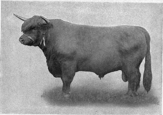 EB1911 Cattle - HIGHLAND BULL.jpg