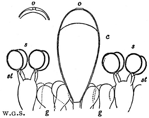 File:EB1911 Fungi - Agaricus mucidus.jpg