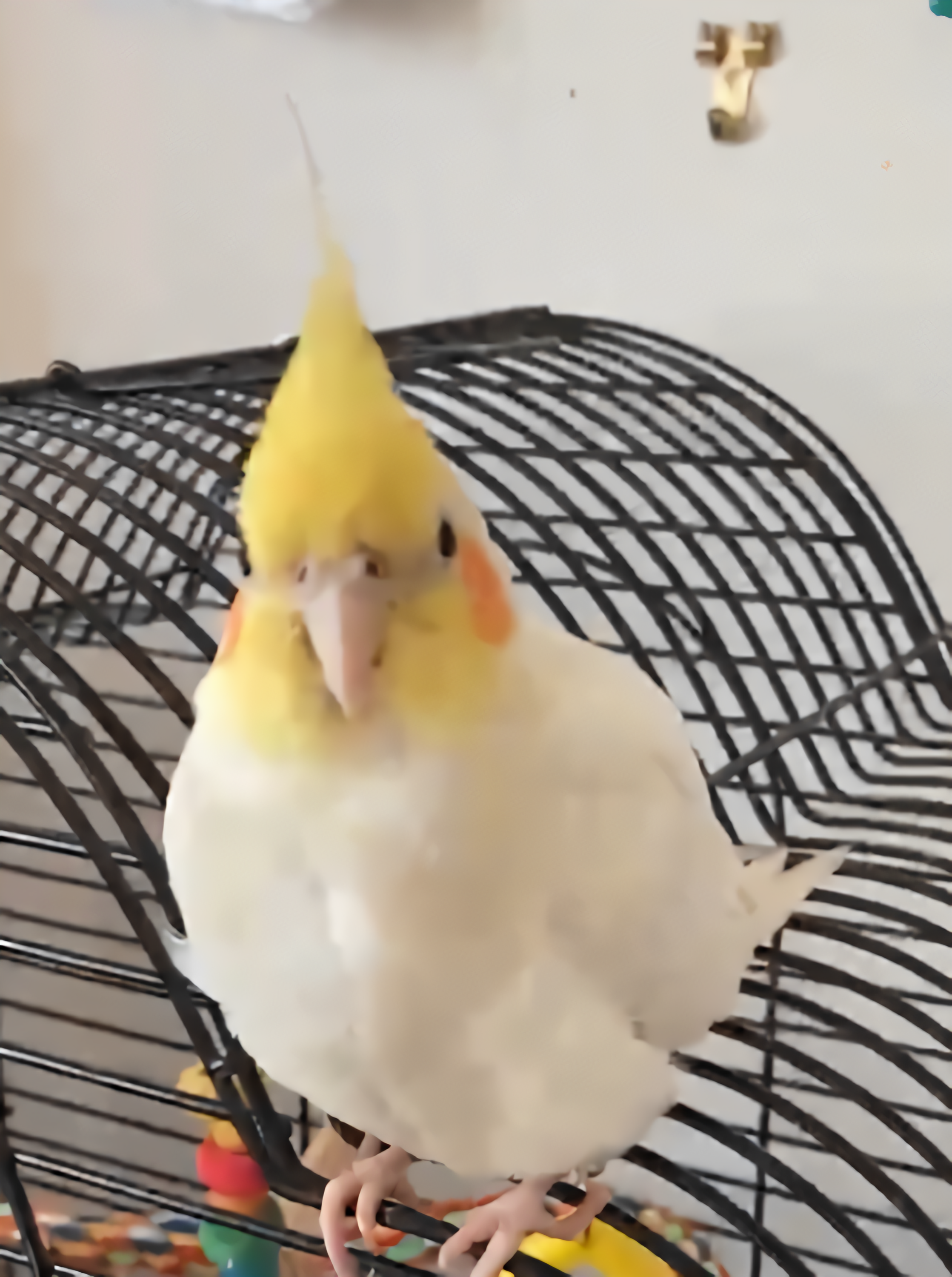 File:Eddie, a 1.5 year old male cockatiel.png - 维基百科，自由的 