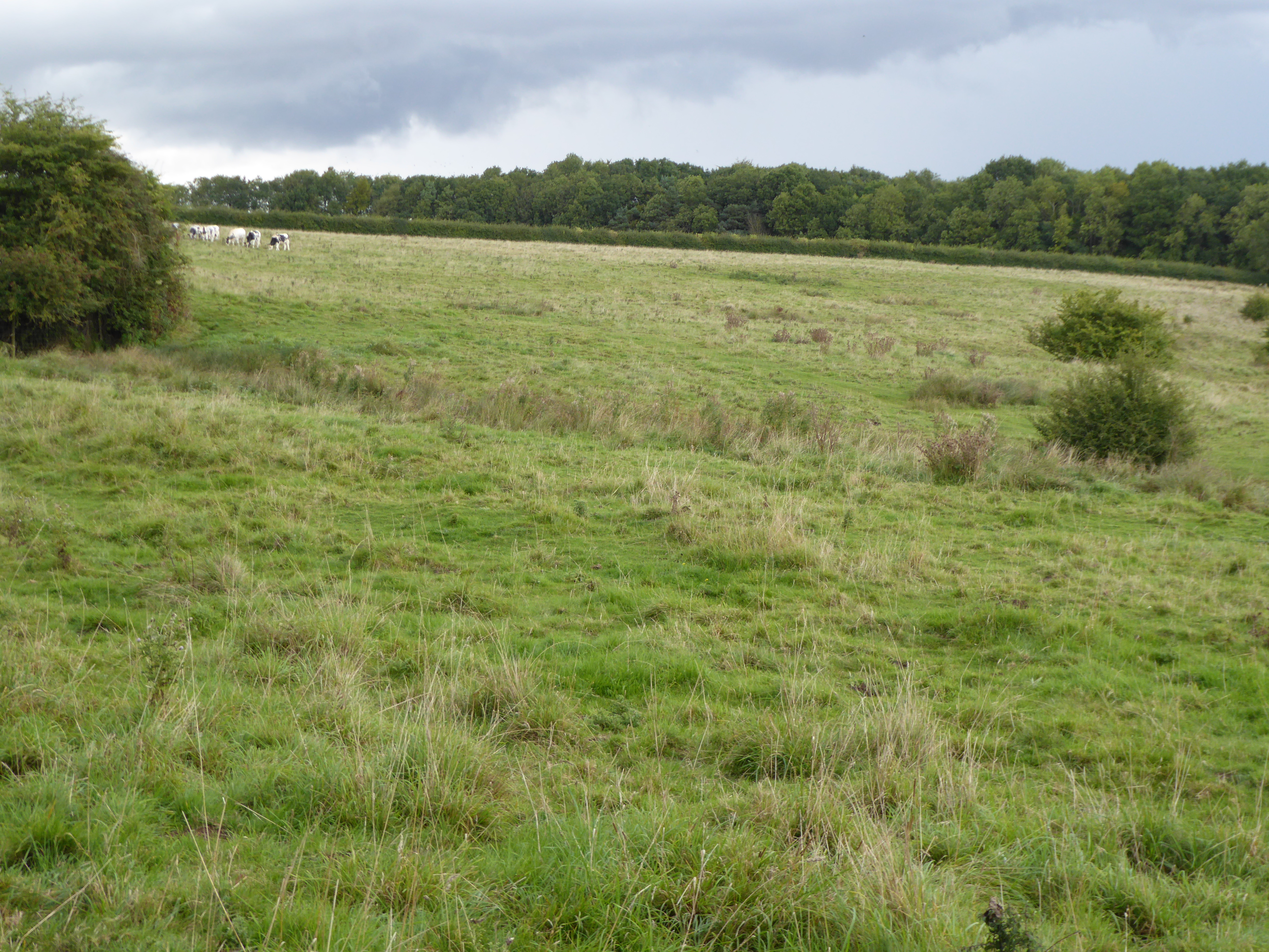 Empingham Marshy Meadows