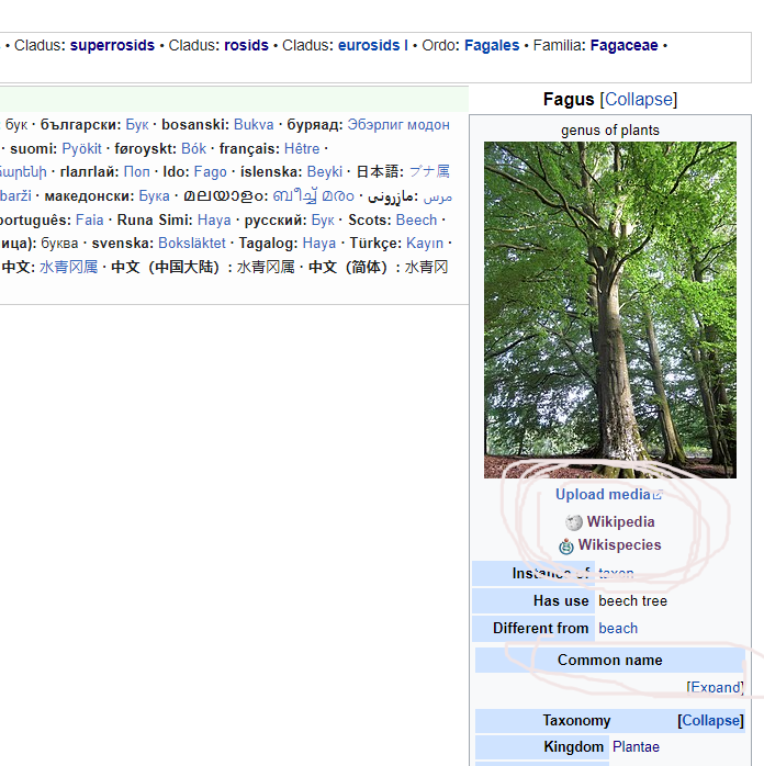 Fagus Wikidata box