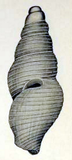 <i>Filodrillia lacteola</i> Species of gastropod