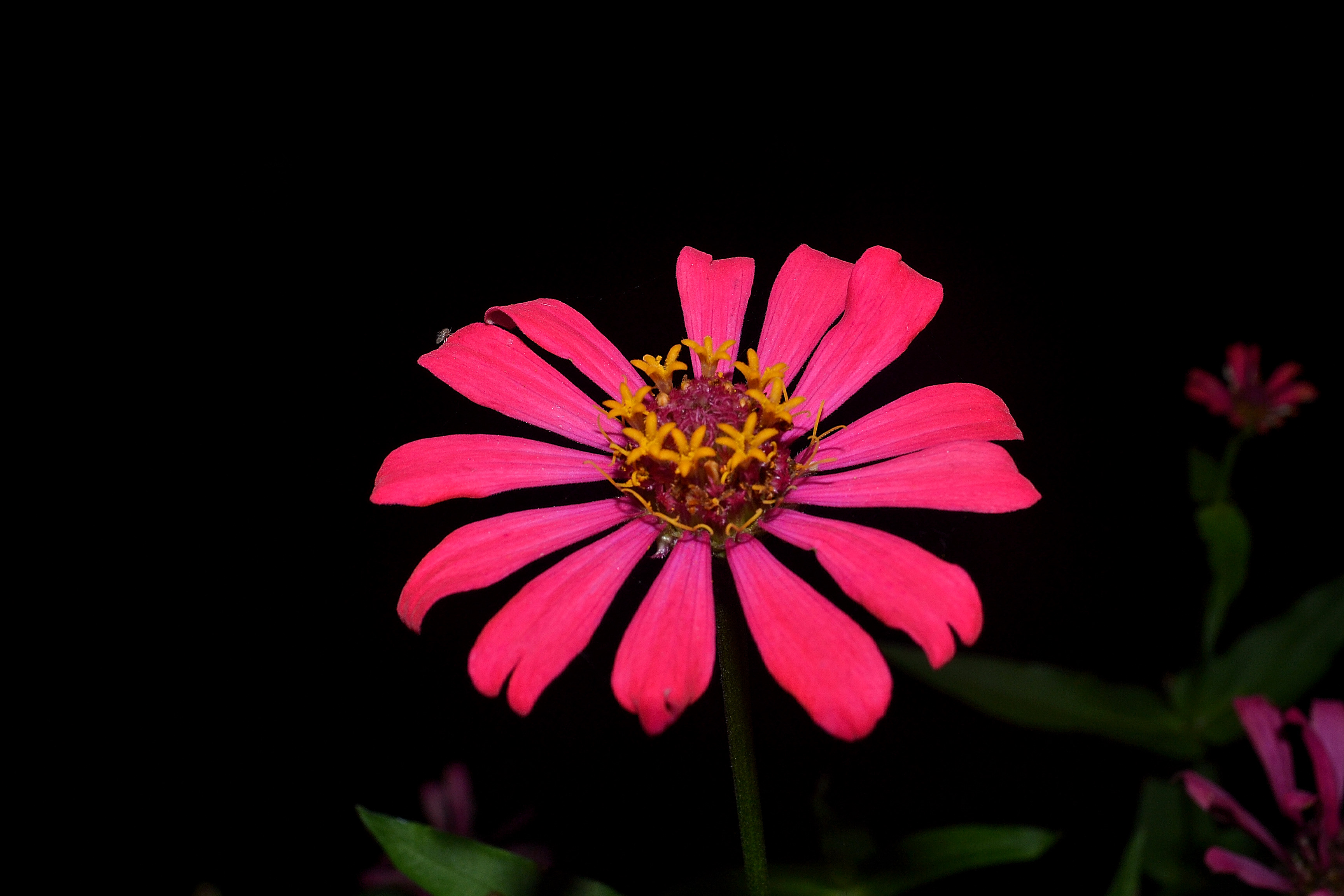 Flower 1.jpg