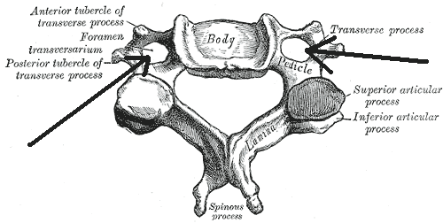 File:Foramentransversarium.png